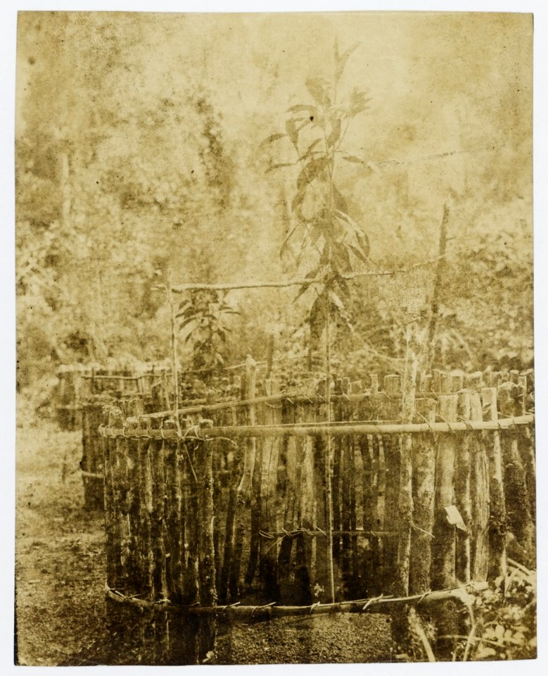 KITLV - 16059 - Junghuhn, Franz Wilhelm (1809-1864) - Cinchona experimental garden at Lembang near Bandung - circa 1860