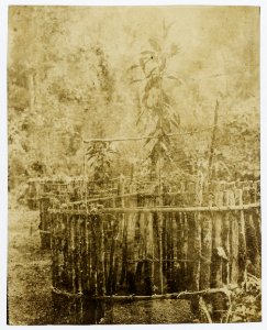 KITLV - 16059 - Junghuhn, Franz Wilhelm (1809-1864) - Cinchona experimental garden at Lembang near Bandung - circa 1860