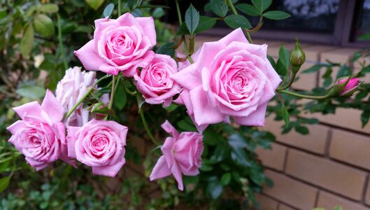 Climber plant garden photo