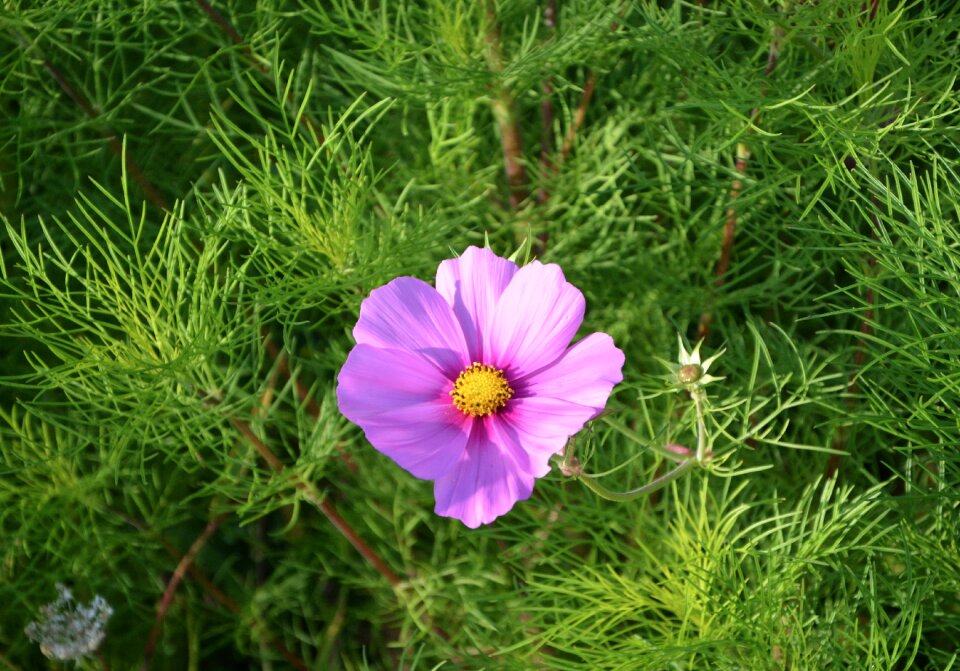 Garden plant violet