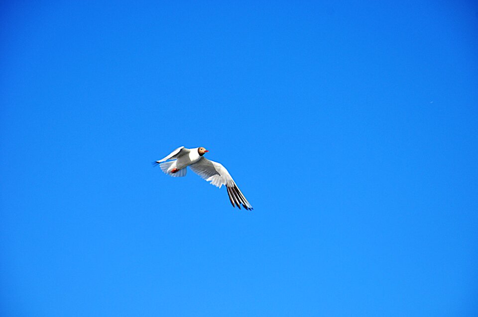 Nature animal birds