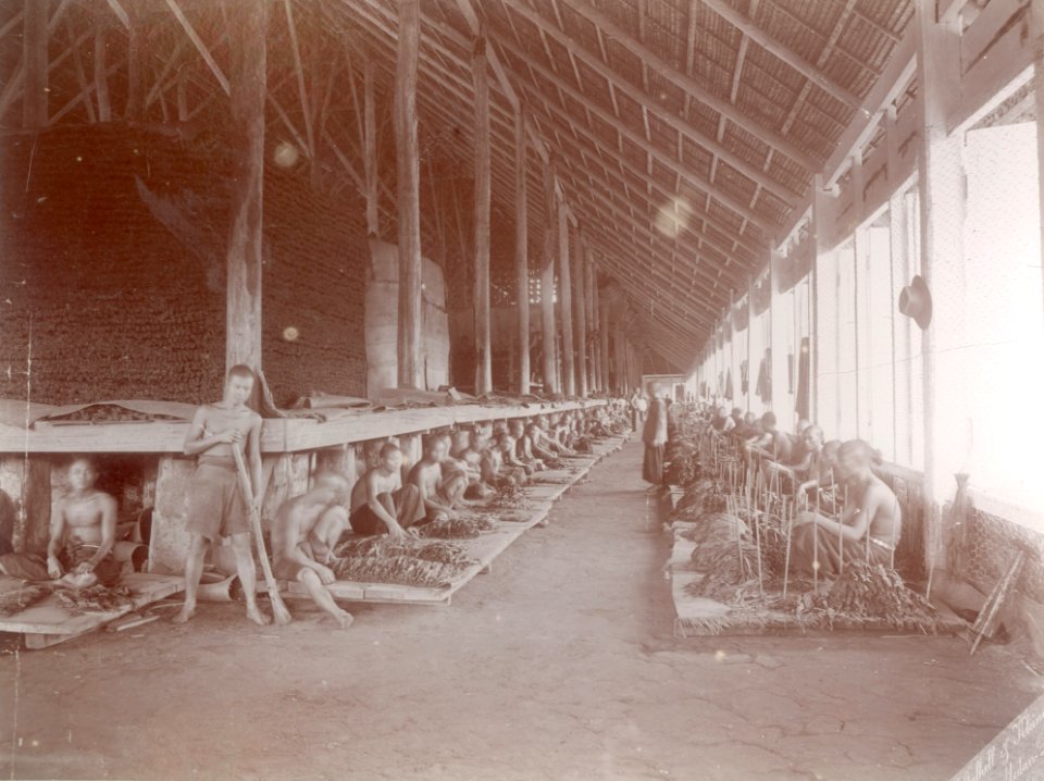 KITLV - 100581 - Stafhell & Kleingrothe - Medan-Deli - Workers in a sorting shed on a tobacco plantation in the east coast of Sumatra - circa 1890