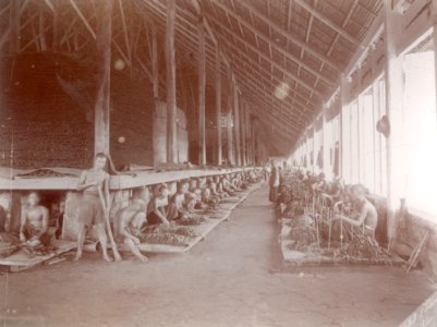 KITLV - 100581 - Stafhell & Kleingrothe - Medan-Deli - Workers in a sorting shed on a tobacco plantation in the east coast of Sumatra - circa 1890