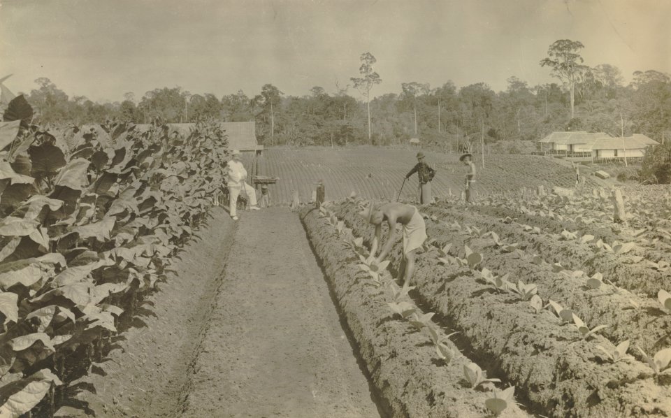 KITLV - 115112 - Kleingrothe - Medan - Tobacco plants at a plantation in Deli - circa 1900