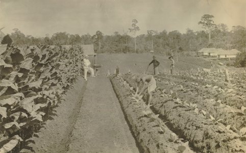 KITLV - 115112 - Kleingrothe - Medan - Tobacco plants at a plantation in Deli - circa 1900