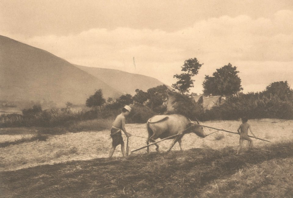 KITLV - 101104 - Kleingrothe, C.J. - Medan - Ploughing with buffaloes, presumably at Lake Toba in Sumatra - circa 1905