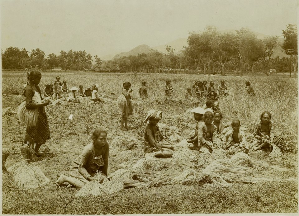 KITLV - 19010 - Kurkdjian, N.V. Photografisch Atelier - Soerabaja - Rice harvest at Mojokerto - circa 1920