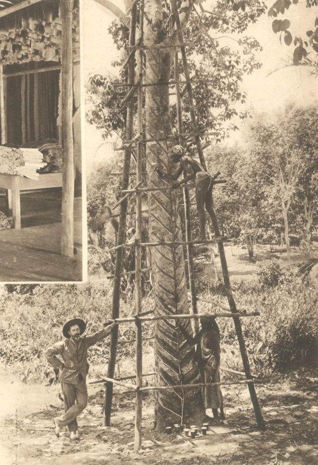 KITLV - 101108 - Kleingrothe, C.J. - Medan - Twenty-three-year old rubber tree in Sumatra - circa 1905