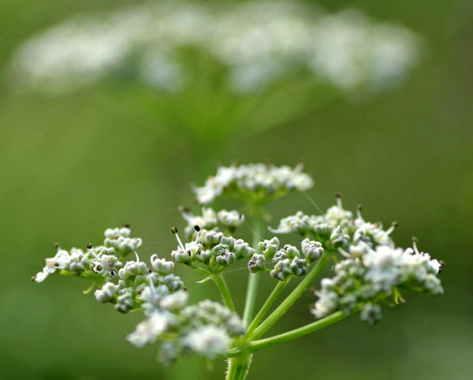 Artistic green meadow