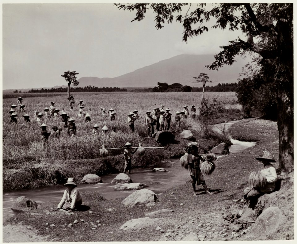 KITLV - 19183 - Kurkdjian - Soerabaja - Rice harvest in Java - circa 1920