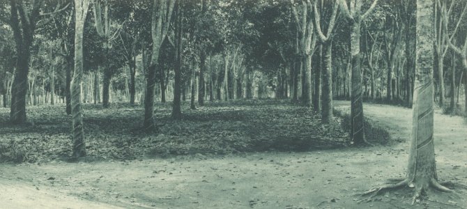 KITLV - 101116 - Kleingrothe, C.J. - Medan - Eight-years-old rubber trees at a plantation in Sumatra - circa 1905