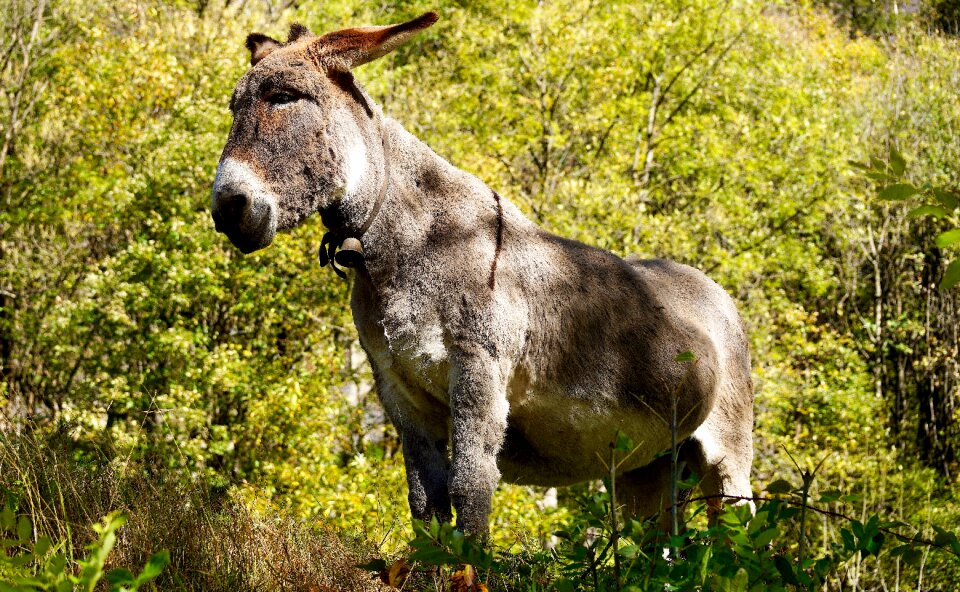 Creature beast of burden old