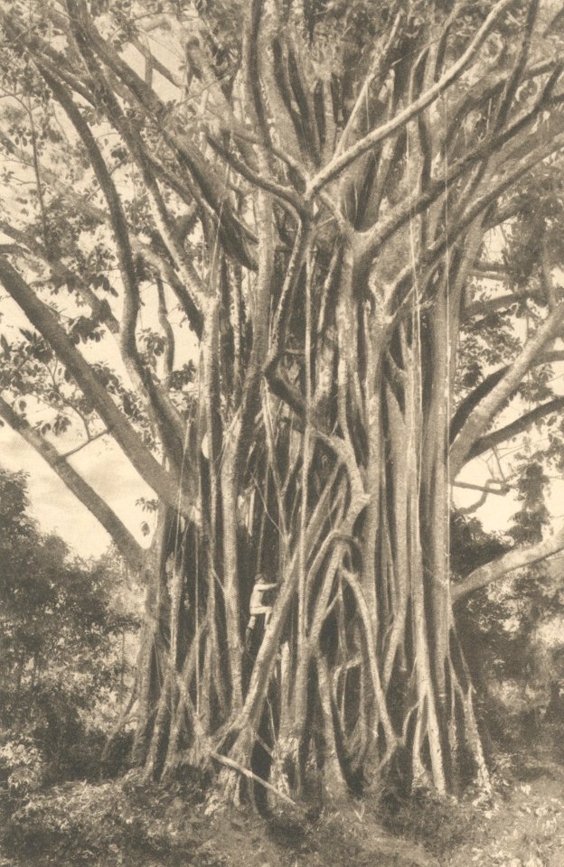 KITLV - 101120 - Kleingrothe, C.J. - Medan - Ficus Elastica, rubber tree in Sumatra - circa 1905