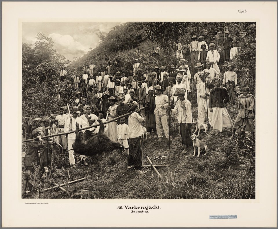 KITLV - 2486 - Demmeni, J. - Battue of wild pigs at Tilatang near Fort de Kock (Bukittinggi) - 1911