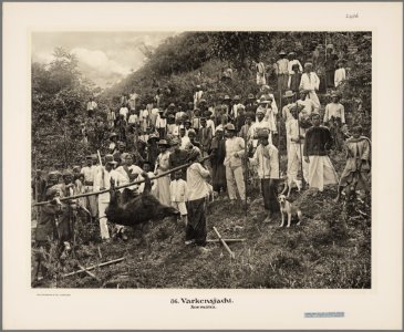 KITLV - 2486 - Demmeni, J. - Battue of wild pigs at Tilatang near Fort de Kock (Bukittinggi) - 1911