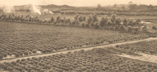 KITLV - 101124 - Kleingrothe, C.J. - Medan - Tea plantation of the Naga Hoeta Estate (naga Huta) in Pematangsiantar (Kota Pematangsiantar) - circa 1905