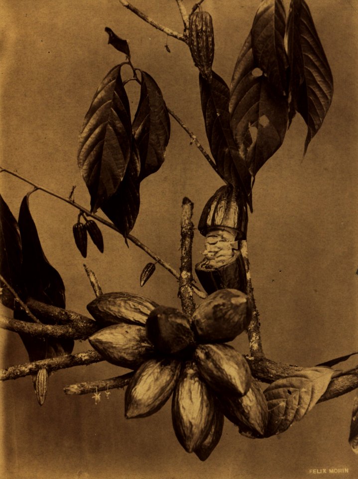 KITLV - 122776 - Morin, Felix - Fruits on a plantation in Surinam - circa 1900