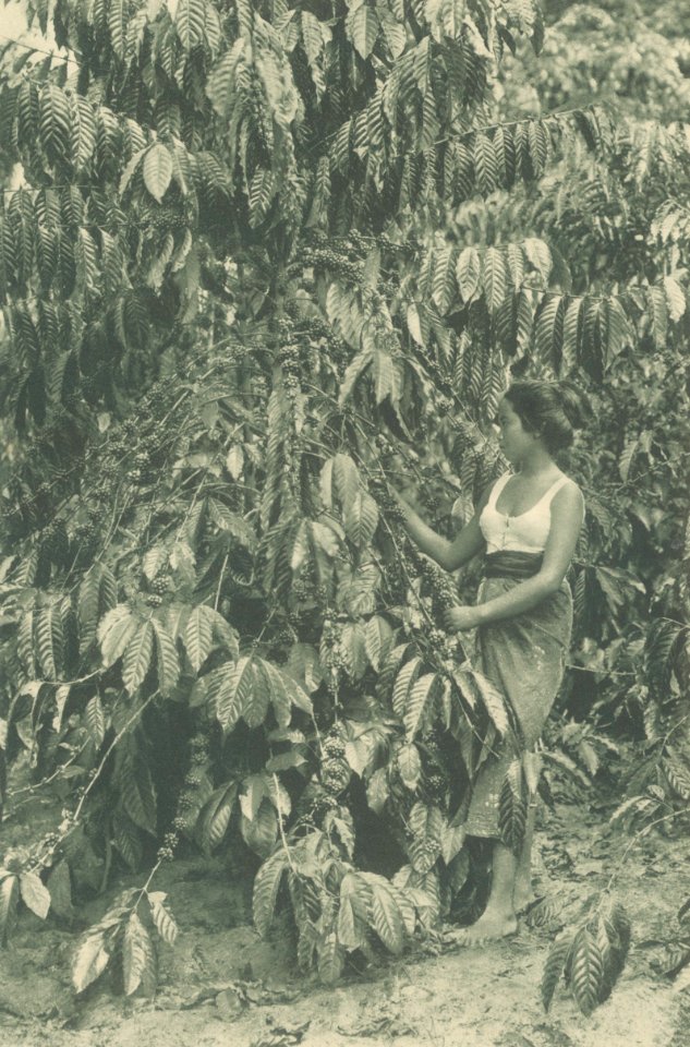 KITLV - 101132 - Kleingrothe, C.J. - Medan - Female picker with a four-year-old coffee plant (café robusta) on a plantation in Sumatra - circa 1905