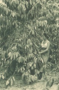 KITLV - 101132 - Kleingrothe, C.J. - Medan - Female picker with a four-year-old coffee plant (café robusta) on a plantation in Sumatra - circa 1905