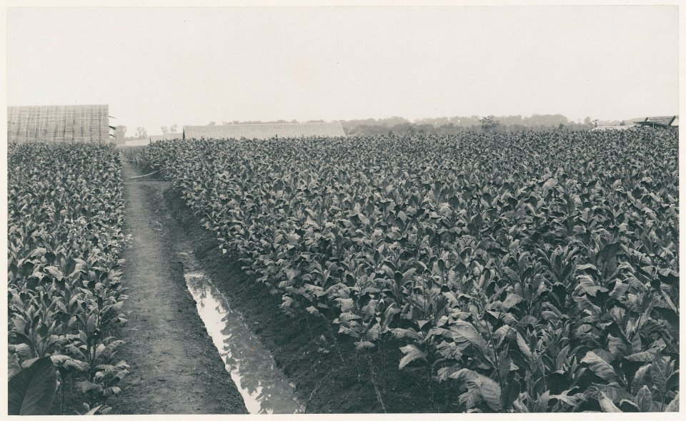 KITLV - 12594 - Kleingrothe, C.J. - Medan - Tobacco fields belonging to tobacco company Tanjung Morawa (Tandjoeng-Morawa) near Batangkuwis in Deli - 1903