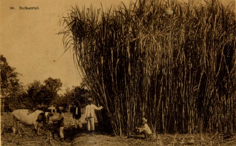 KITLV - 181930 - Kurkdjian - Planting of sugar on a company in East Java - circa 1910