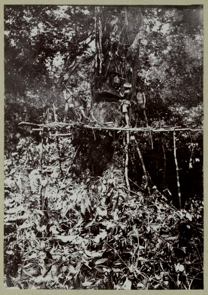 KITLV - 25845 - Demmeni, J. - Kayans fell a heavy tree high above the ground, Upper Mahakam, Central Borneo - circa 1900