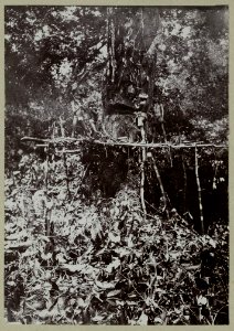 KITLV - 25845 - Demmeni, J. - Kayans fell a heavy tree high above the ground, Upper Mahakam, Central Borneo - circa 1900