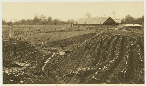 KITLV - 26865 - Kleingrothe, C.J. - Medan - Filling up of young tobacco plants, Deli - circa 1905