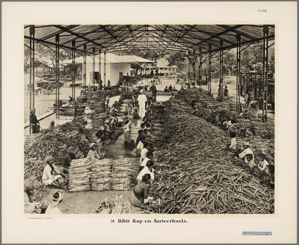 KITLV - 2439 - Kurkdjian, N.V. Photografisch Atelier - Soerabaja - Logging and sorting shed for bibit in a sugar factory in East Java - 1913