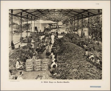 KITLV - 2439 - Kurkdjian, N.V. Photografisch Atelier - Soerabaja - Logging and sorting shed for bibit in a sugar factory in East Java - 1913