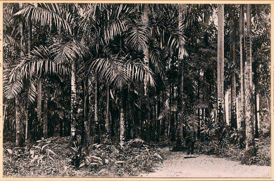KITLV - 12670 - Palm Garden of the Government House in Paramaribo - circa 1899