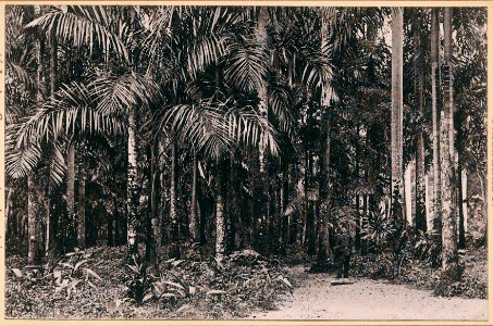 KITLV - 12670 - Palm Garden of the Government House in Paramaribo - circa 1899