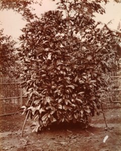 KITLV - 103806 - Coffee bush, probably in Singapore - circa 1890 photo