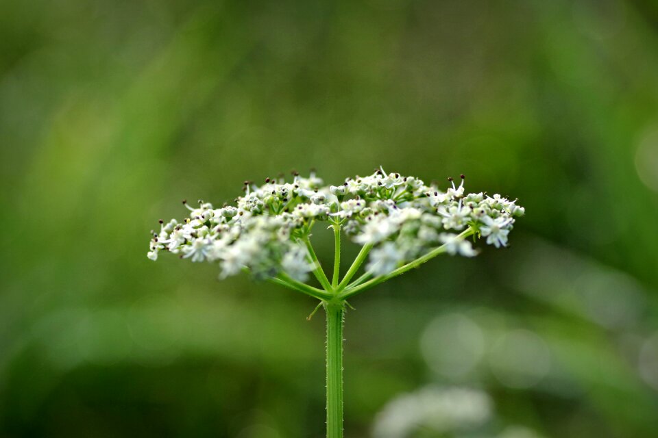 Artistic green meadow