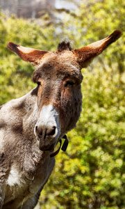 Country life mule head photo