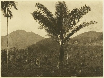 KITLV - 26921 - Kleingrothe, C.J. - Medan - Tea and rubber plantation Dolok Baros, East Coast of Sumatra - circa 1905