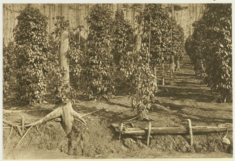 KITLV - 26925 - Kleingrothe, C.J. - Medan - Pepper plantation with kapok trees, East Coast of Sumatra - circa 1905