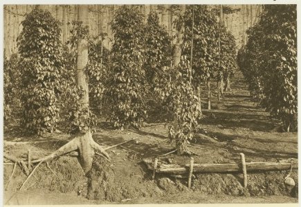 KITLV - 26925 - Kleingrothe, C.J. - Medan - Pepper plantation with kapok trees, East Coast of Sumatra - circa 1905