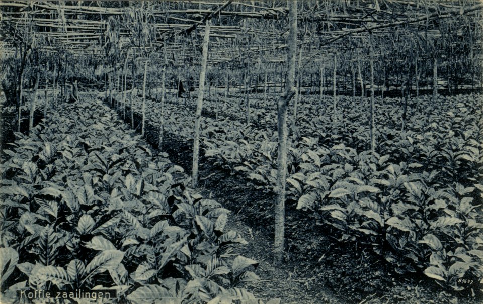 KITLV - 1402880 - Kleingrothe, C.J. - Medan - Coffee seedlings - circa 1910