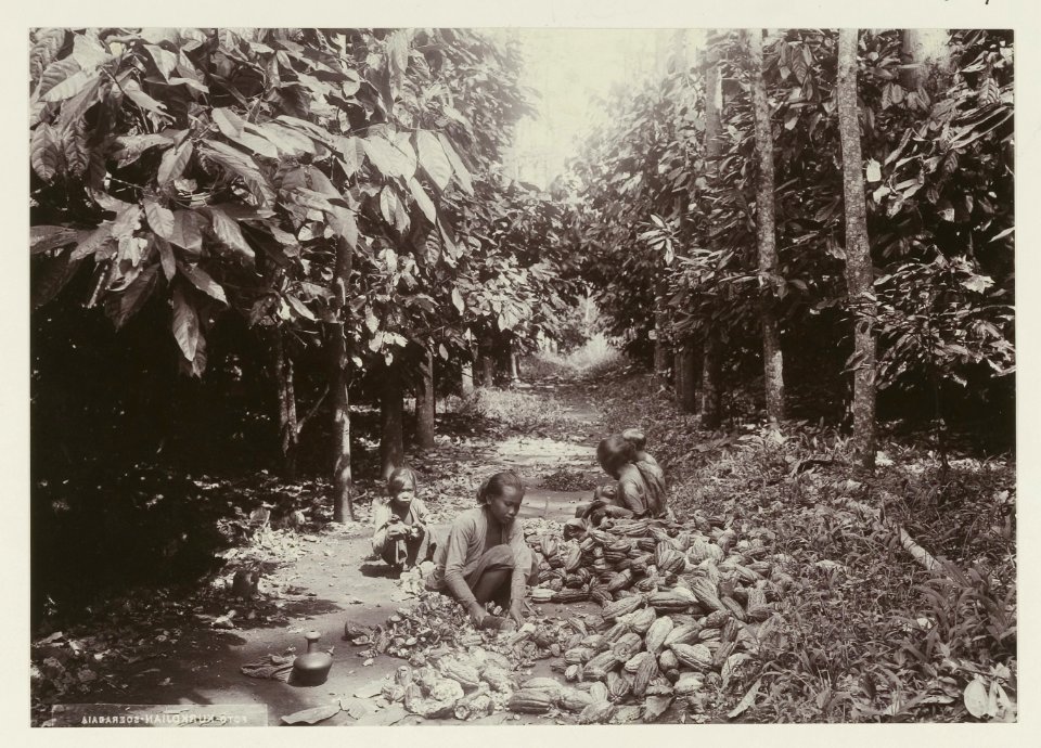 KITLV - 26967 - Kurkdjian - Soerabaja - Women rid cocoa fruits of their bark, Java - circa 1900