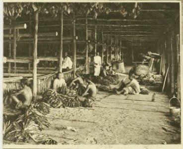KITLV - 26863 - Kleingrothe, C.J. - Medan - Bundling tobacco in a drying barn, Deli - circa 1905