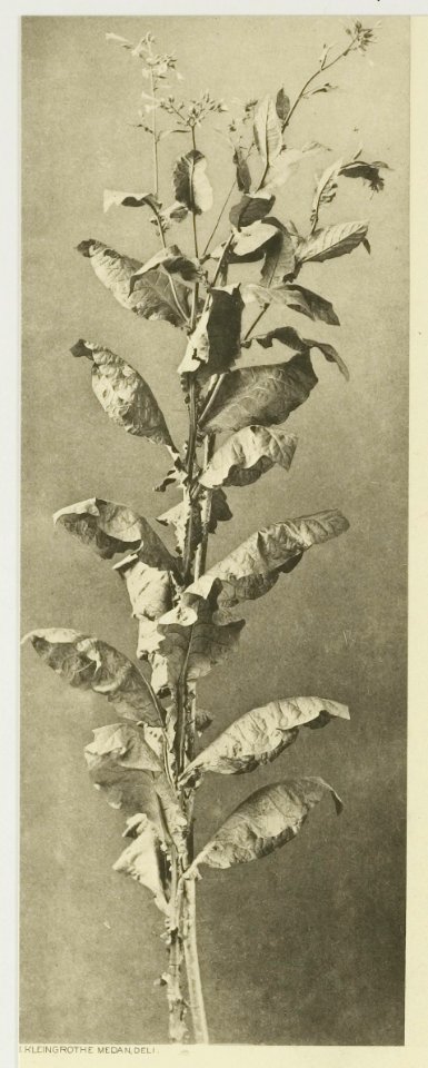 KITLV - 26867 - Kleingrothe, C.J. - Medan - Tobacco plant, Deli - circa 1905