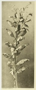 KITLV - 26867 - Kleingrothe, C.J. - Medan - Tobacco plant, Deli - circa 1905