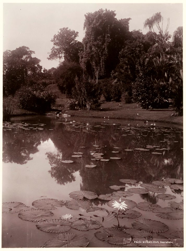 KITLV - 28622 - Kurkdjian - Soerabaja - Botanic Garden at Buitenzorg (Bogor) - circa 1912
