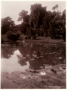 KITLV - 28622 - Kurkdjian - Soerabaja - Botanic Garden at Buitenzorg (Bogor) - circa 1912