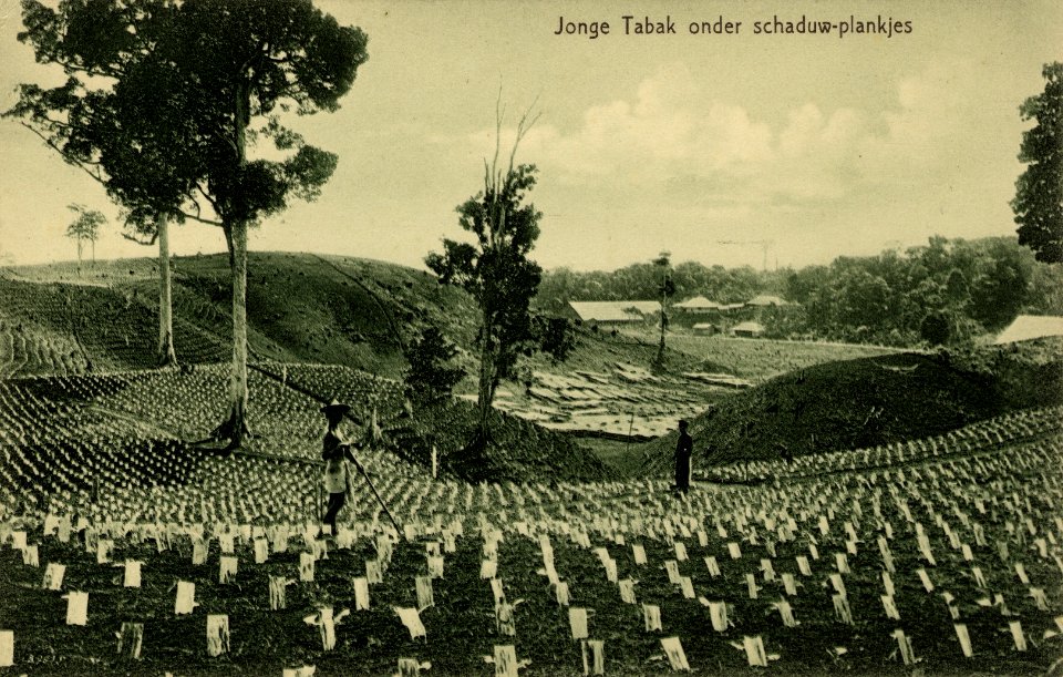 KITLV - 1405745 - Kleingrothe, C.J. - Medan - Young tobacco under shadow boards - 1905-1930