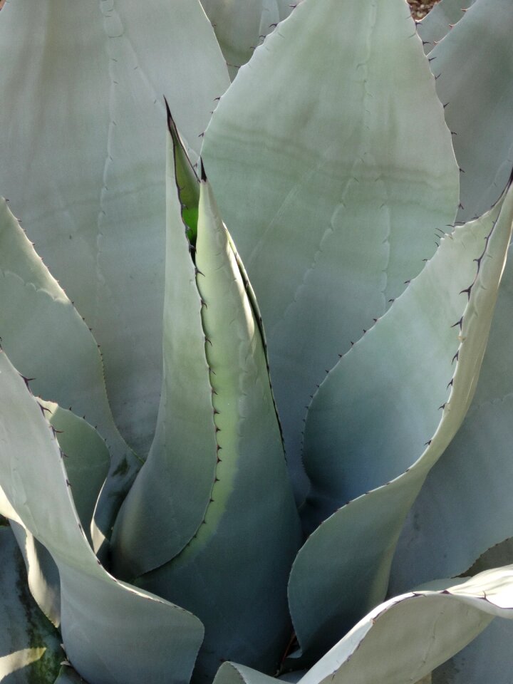 Mexico gray plant gray plants