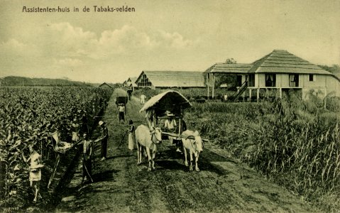 KITLV - 1405754 - Kleingrothe, C.J. - Medan - Assistants house in the Tobacco fields, on the east coast of Sumatra - 1905-1930