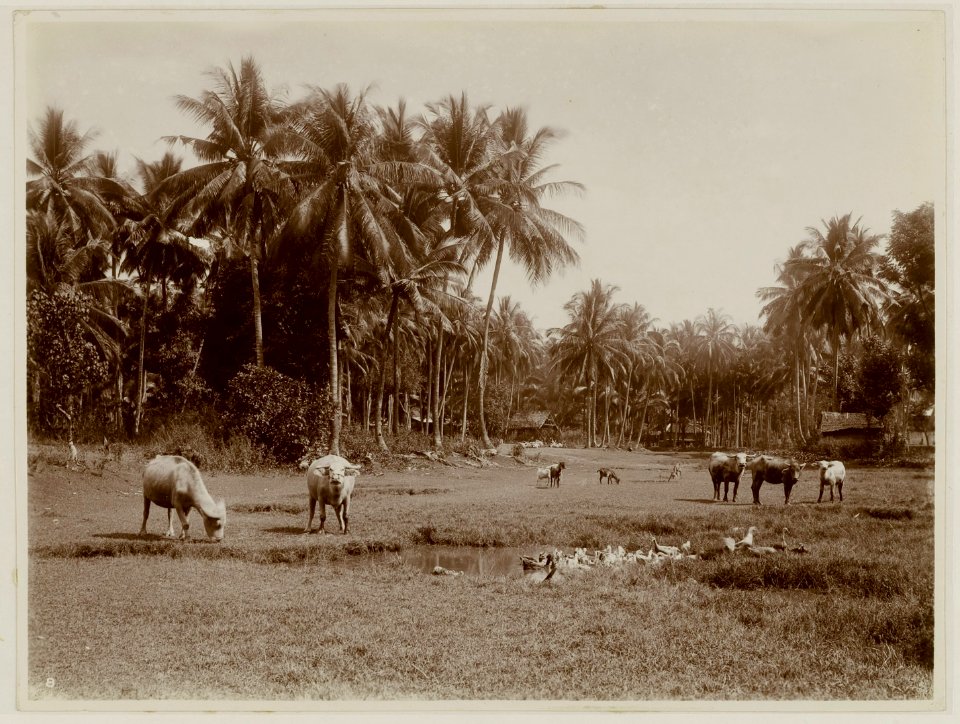 KITLV - 28730 - Kurkdjian, N.V. Photografisch Atelier O. - Soerabaja - Oxen, goats and geese on a meadow near a village in Bali - circa 1915