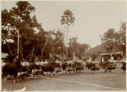 KITLV - 28738 - Kurkdjian, N.V. Photografisch Atelier O. - Soerabaja - Festively decorated cattle in Bali - circa 1915
